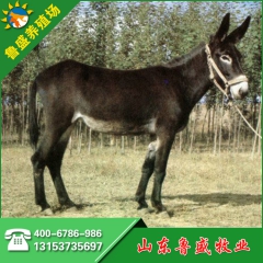 供应广灵驴 新疆肉驴养殖场 肉驴苗价格 驴苗养殖技术 养驴场