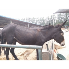 广灵驴，肉驴价格，山东养殖基地供应批发广灵驴，低价销售德州驴