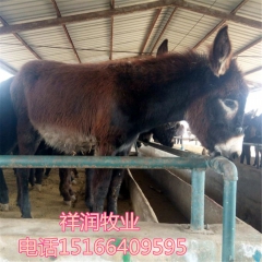 肉驴养殖场 哪个品种的肉驴养殖效益高 德州驴 庆阳驴 广灵驴