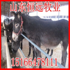 广灵驴 新疆肉驴养殖场，肉驴苗价格，驴苗养殖技术