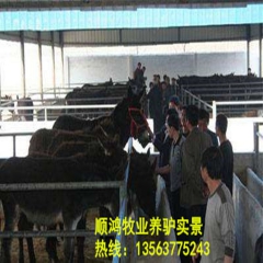 肉驴养殖场 肉驴 小驴苗价格 广灵驴