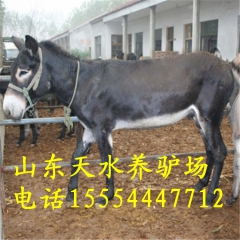 河北肉驴养殖场卖广灵驴，新疆肉驴养殖场，河北出售肉驴苗