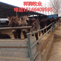 肉驴品种哪种好庆阳驴佳米驴泌阳驴云南驴广灵驴