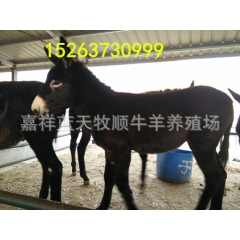 供应三粉驴养殖技术，出售德州驴，广灵驴，云南驴驴苗