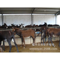 山东优质肉驴供应  广灵驴 乌头驴 新疆驴 肉驴养殖方法