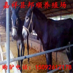 养殖100只广灵驴投资，生财有道养广灵驴