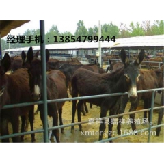 农村养殖广灵驴，广灵驴种驴养殖，养殖种驴的利润分析