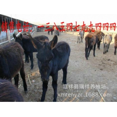 最新出栏小驴苗批发价格 山东种驴养殖场 广灵驴 德州驴