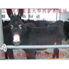 改良肉驴种驴苗 育肥德州驴 乌头驴 三粉驴 关中驴 广灵驴 ...