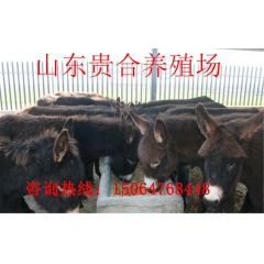 供应优质广灵驴 肉驴种驴 长势快 出肉率高 推广品种广灵驴