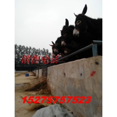 河北哪有养驴场 德州驴 广灵驴 种驴驹 小驴驴价格 养驴饲养...
