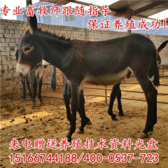 改良广灵驴 大型养驴场出售德州驴种驴 质量保证满意！可以签合...