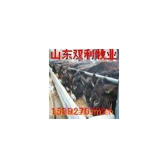 改良肉驴种驴苗品种 育肥德州驴 乌头驴 关中驴 广灵驴 泌阳...