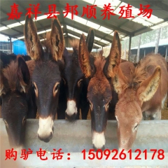 优质乌头驴养殖场，六个月的肉驴价格，广灵驴，肉驴苗