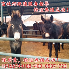 德州驴养殖效益怎么样 一头肉驴能赚多少钱另售广灵驴 三粉驴