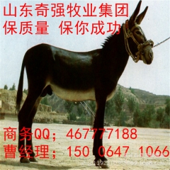 河北哪有养驴场 德州驴 广灵驴 种驴驹 小驴驴价格  养驴饲...