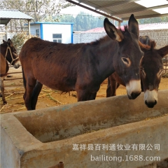 山东龙头肉驴养殖企业出售德州驴驴苗 广灵驴 来电赠送养驴资料