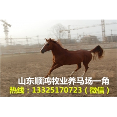 汗血宝马  泌阳驴  黑龙江马   黑龙江马 收购价格