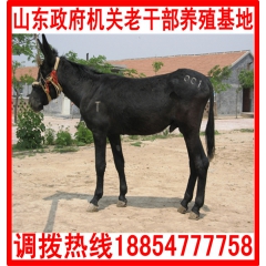 优良肉驴品种泌阳驴 纯种德州种驴 小肉驴 成年驴肉驴养殖场/...