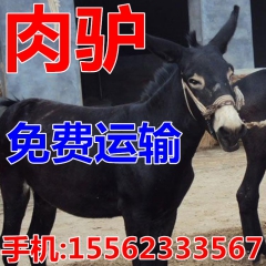 有没有人知道活的德州驴 泌阳�� 新疆驴的价格？