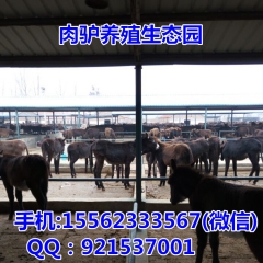 什么品种的驴适合在南方养殖？德州驴 泌阳驴 关中肉驴适应吗？