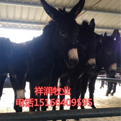 出售优良肉驴品种泌阳驴 纯种德州种驴 小肉驴 成年驴养殖