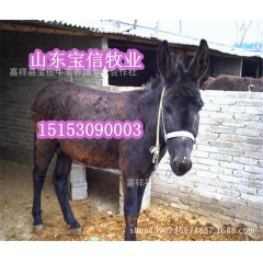供应 德州驴 肉驴 小驴 乌头驴 泌阳驴 全国免费送货
