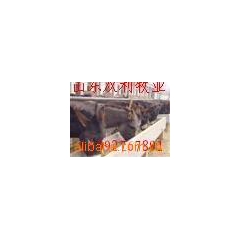 改良育肥肉驴种驴乌头驴 德州驴 泌阳驴 三粉驴 佳米驴 东北...