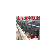 优质育肥肉驴种驴苗 改良泌阳驴 庆阳驴 华北驴 新疆驴 三粉...