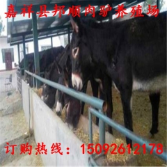 泌阳驴养殖场】泌阳驴养殖基地/出售优质泌阳驴