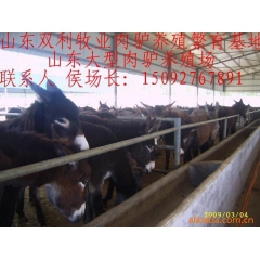 销售优质育肥肉驴种驴苗 纯种德州驴 乌头驴三粉驴 佳米驴泌阳...