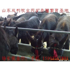 优良育肥肉驴种苗品种 纯种乌头驴 德州驴 新疆驴 庆阳驴 泌...