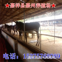 肉驴养殖基地提供德州驴、关中驴、泌阳驴、等肉驴品种