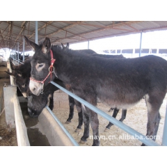 山东肉驴养殖基地【德州驴 泌阳驴 驴驹 成品驴  成年驴】