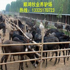 庆阳驴  广灵驴  云南驴 苗价格 泌阳驴  大型养驴场·
