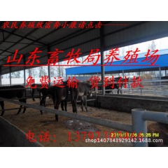 养驴场销售肉驴，毛驴，泌阳驴，德州驴免费提供技术