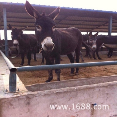 养驴场有三粉驴 乌头驴 泌阳驴 德州肉驴 种驴低价销售品种