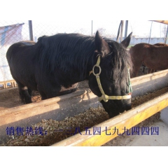 肉驴养殖前景 大型关中驴养殖场 肉驴养殖品种 关中驴 晋南驴