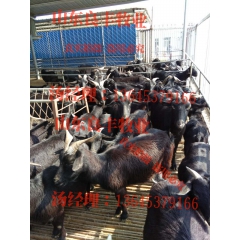 黑 白 山羊 小尾寒羊 波尔山羊 品种齐全 价格低