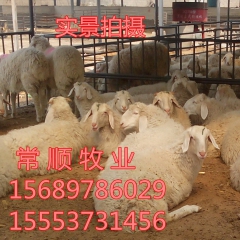 常顺 山东小尾寒羊供应绵羊品种、小尾寒羊、杜泊绵羊