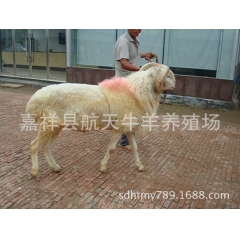 小尾寒羊，小尾寒羊羊羔多少钱一只，小尾寒羊育肥羊价格