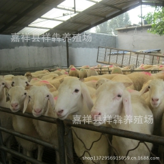 小尾寒羊 羔羊养殖技术 小尾寒羊价格 小尾寒羊种羊