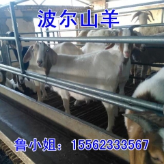 小尾寒羊 波尔山羊肉羊 育肥羊批发价格，多少钱一只