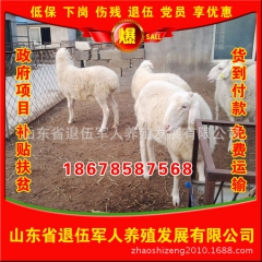 湖北小尾寒羊 热销优质品种小尾寒羊 小尾寒羊价格