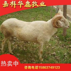 大型肉羊养殖基地直销纯种小尾寒羊 肉食小尾寒羊批发 绿色无污...