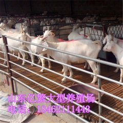 乌骨羊 羊苗价格，努比亚黑山羊 小尾寒羊 白山羊苗出售价格