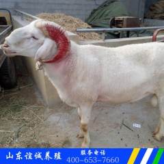 常年低价批发小尾寒羊孕羊 鲁西南高腿小尾寒羊