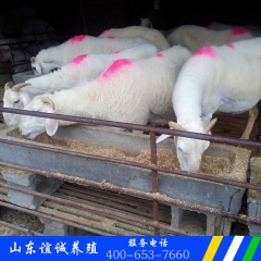 山东小尾寒羊 现大批出栏优质改良小尾寒羊羊羔
