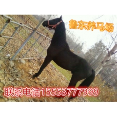 和田半血马养殖场 小尾寒羊 肉牛犊养殖场 半血马哪里有卖的