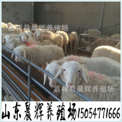 吉林哪有杂交肉羊 小尾寒羊 育肥小尾寒羊 小尾寒羊繁育基地